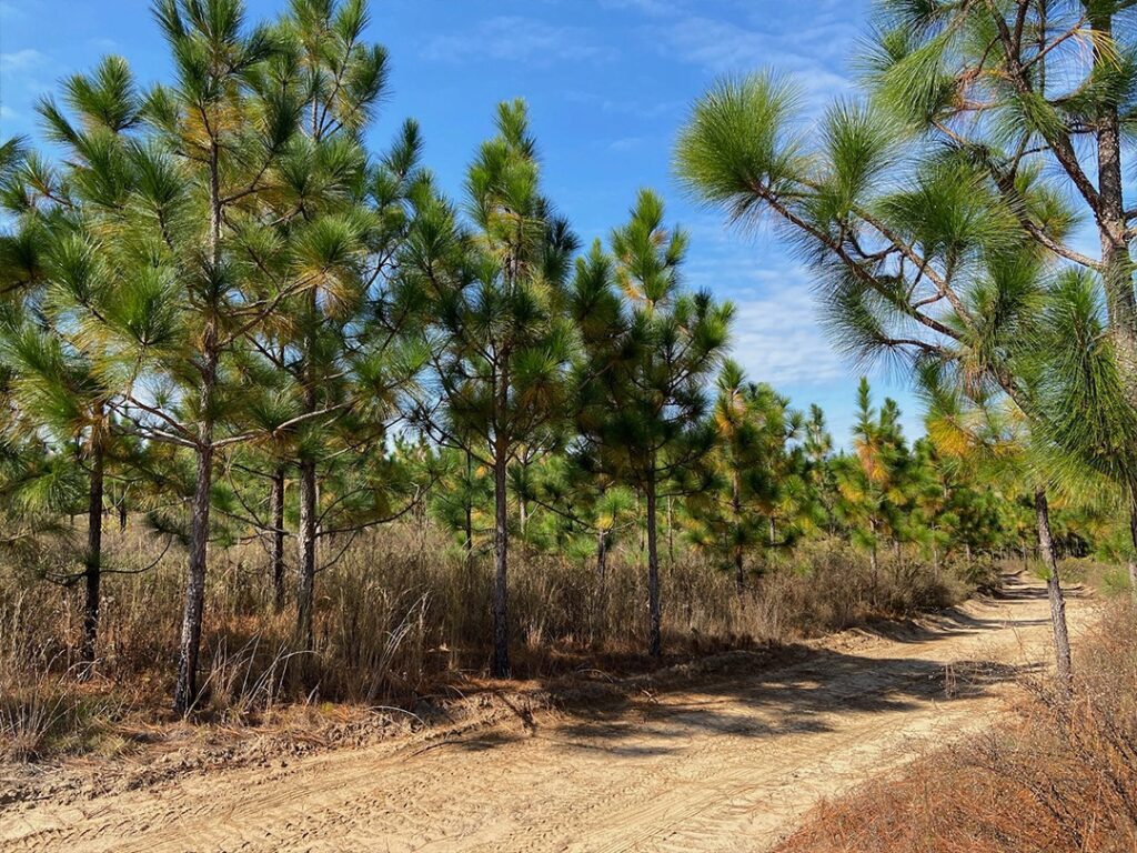 paid to Plant Trees on Your Land