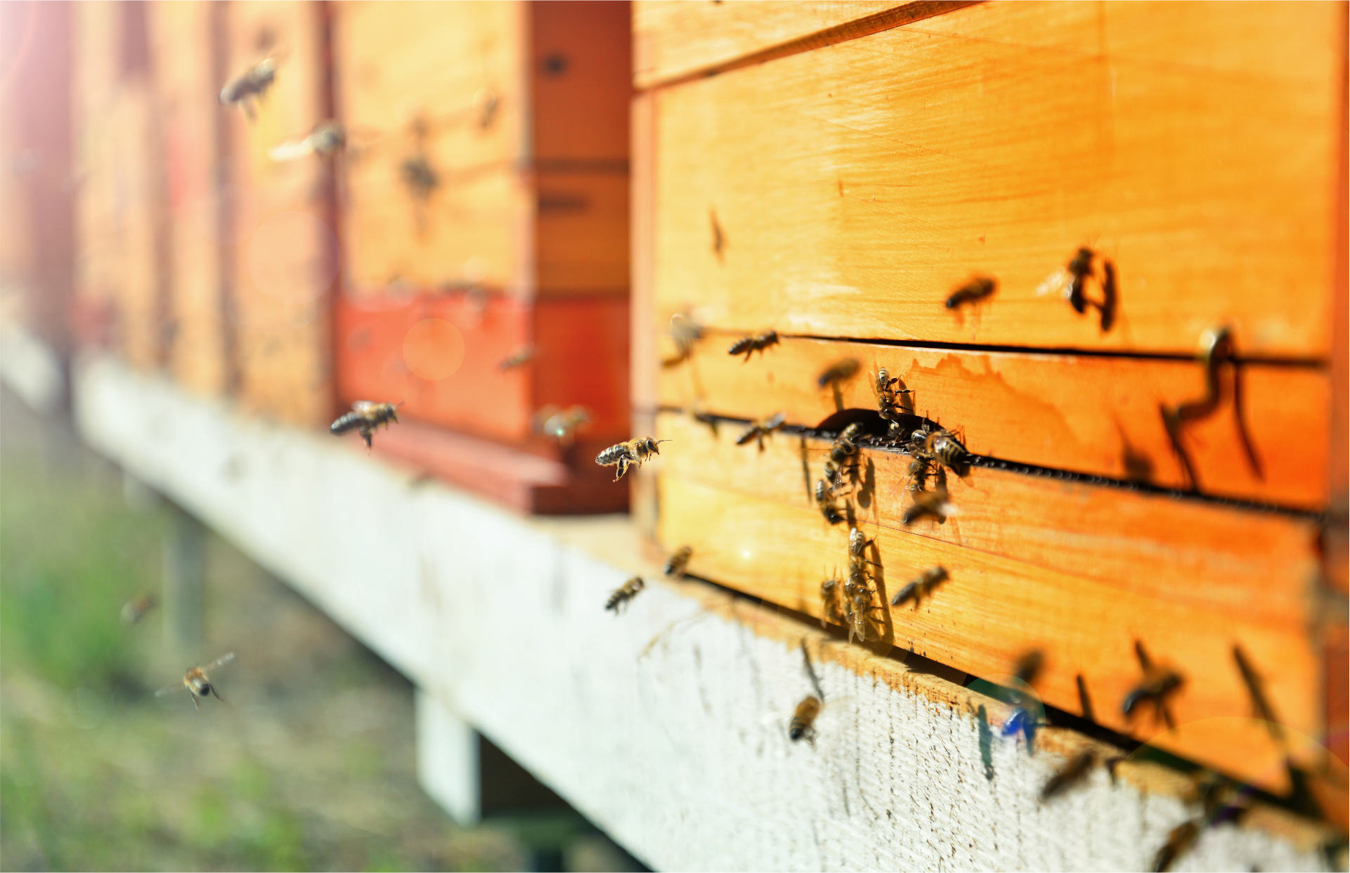 The Benefits of Leasing Your Land for Beekeeping