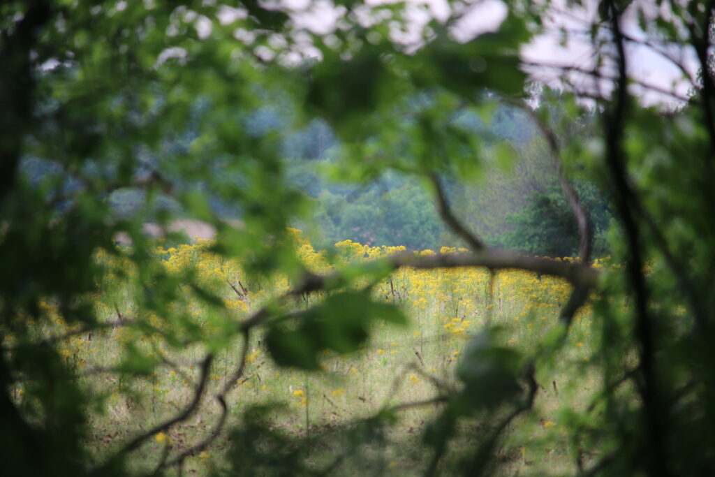 paid to Plant Trees on Your Land