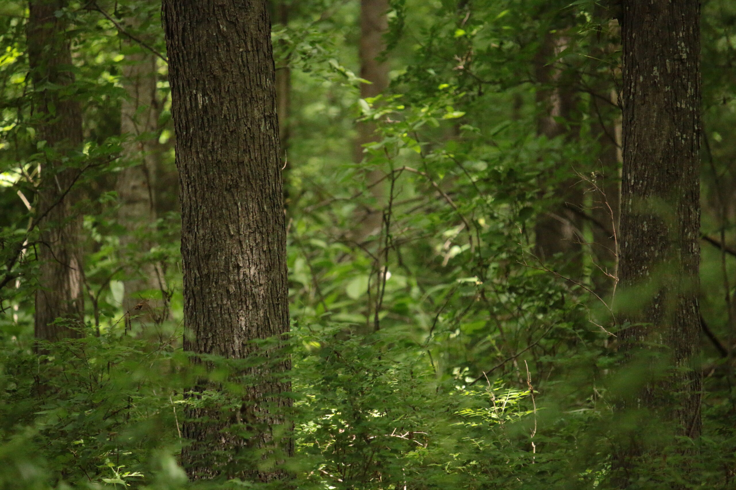 How to Get Paid to Plant Trees on Your Land