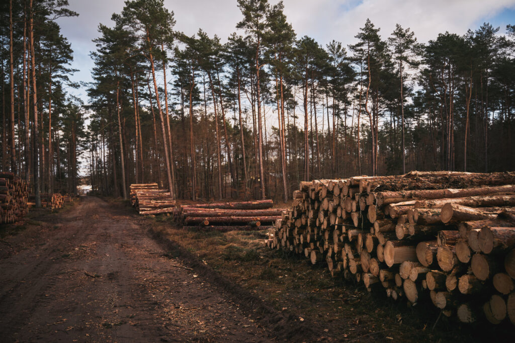 trees cut down