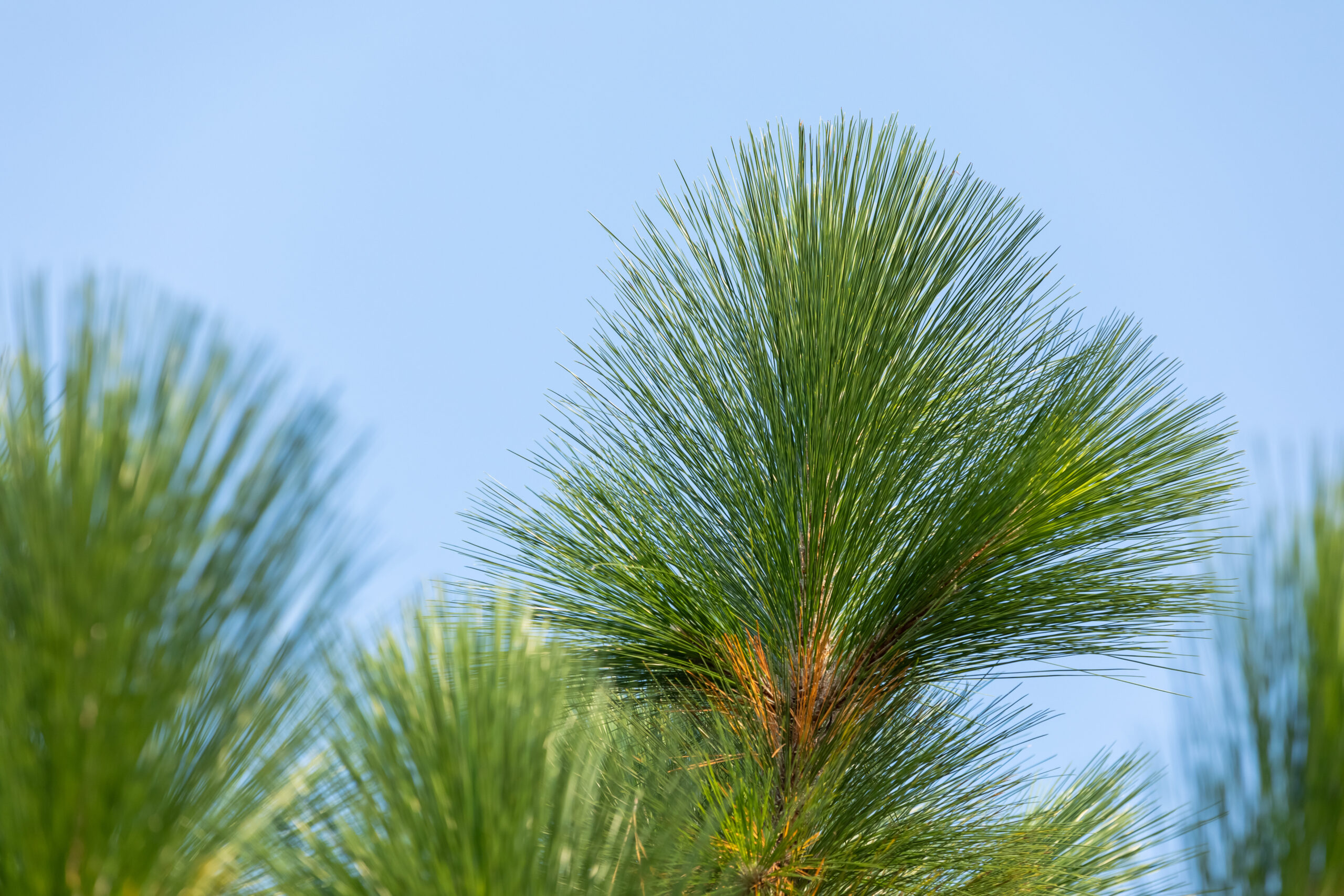 Should You Convert Your Loblolly to Longleaf?