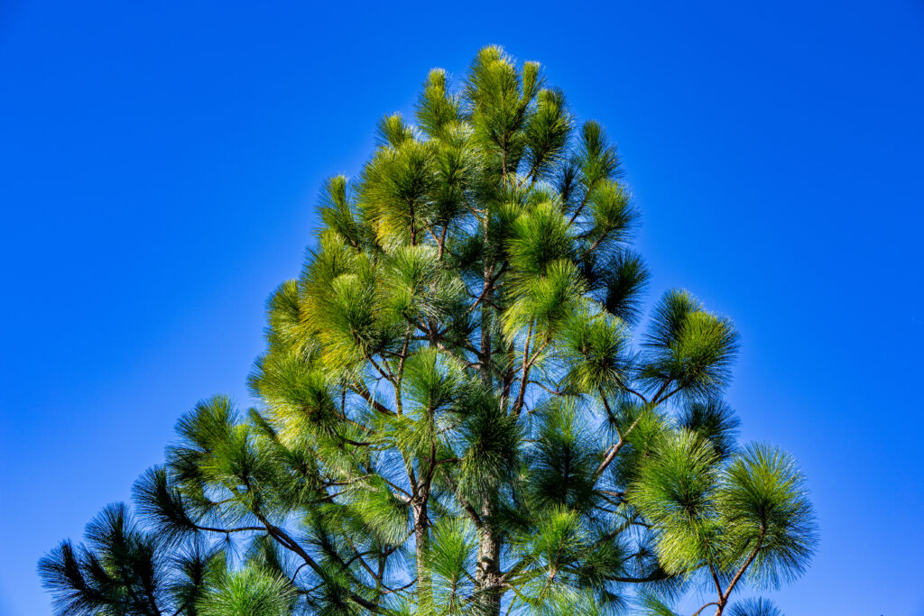 longleaf