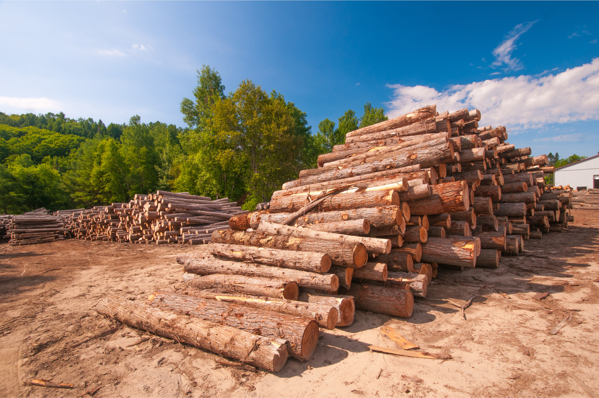 Pete Madden’s Forestry Playbook For Rebuilding The Southern Timber Market