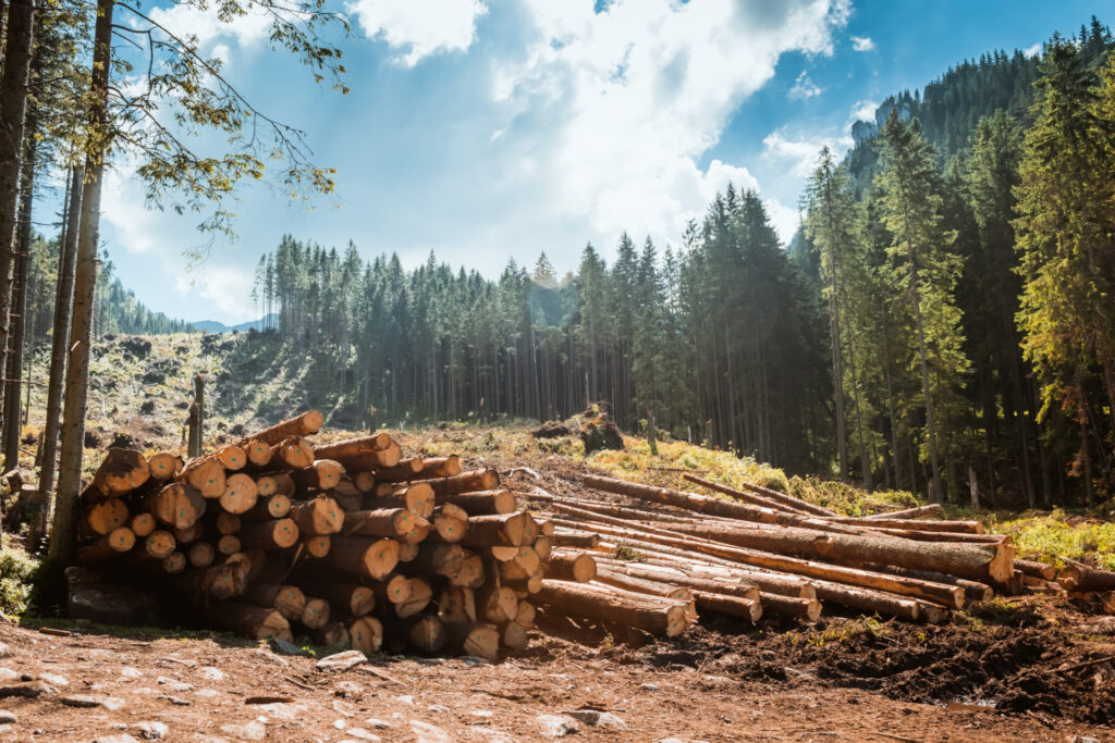 timber market