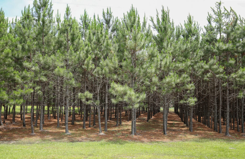 timber market
