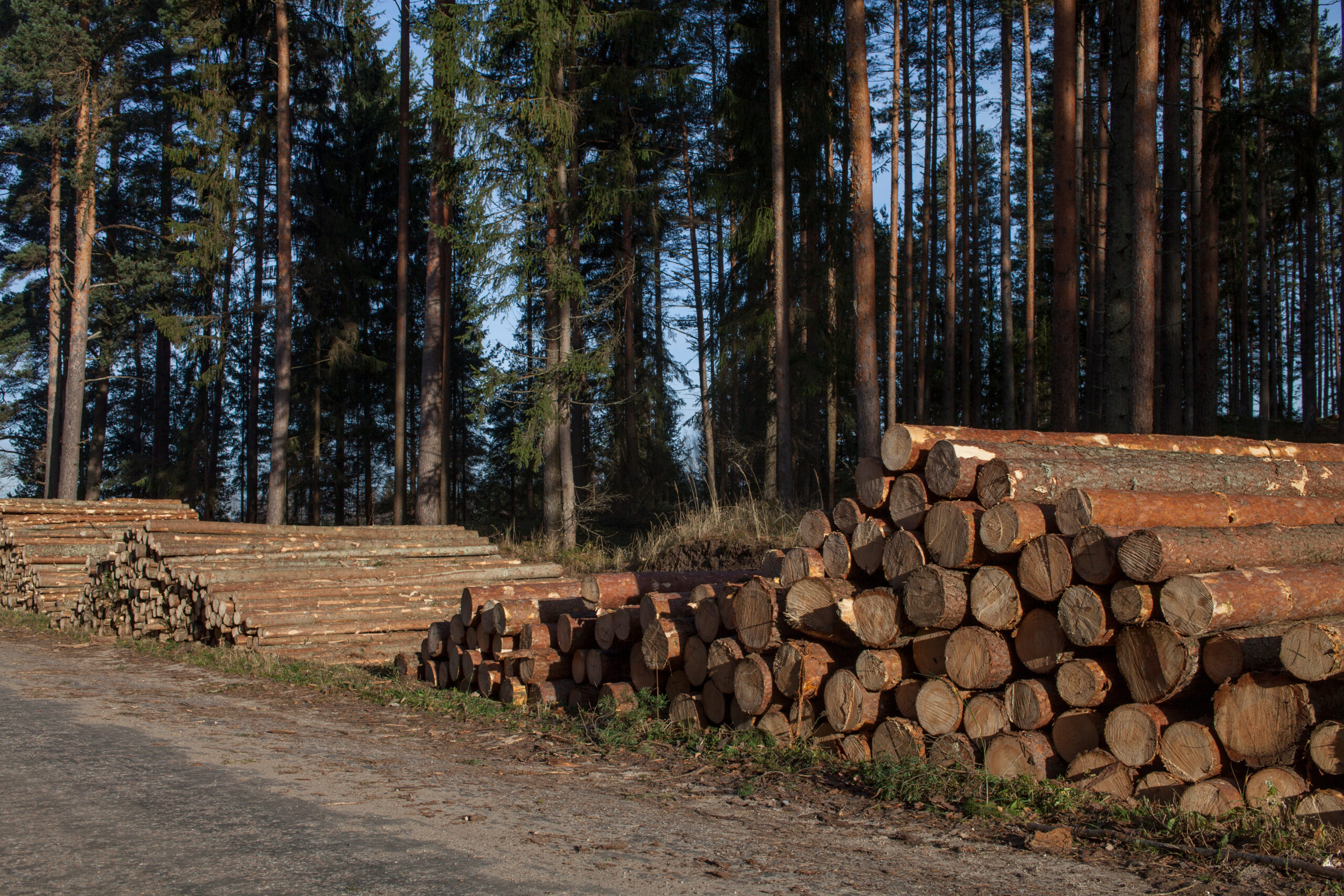 How Landowners Can Navigate the Southern Pulpwood Market Downturn