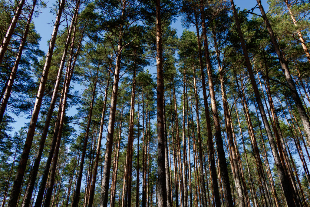 pine trees