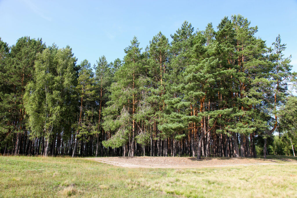 stewardship forest