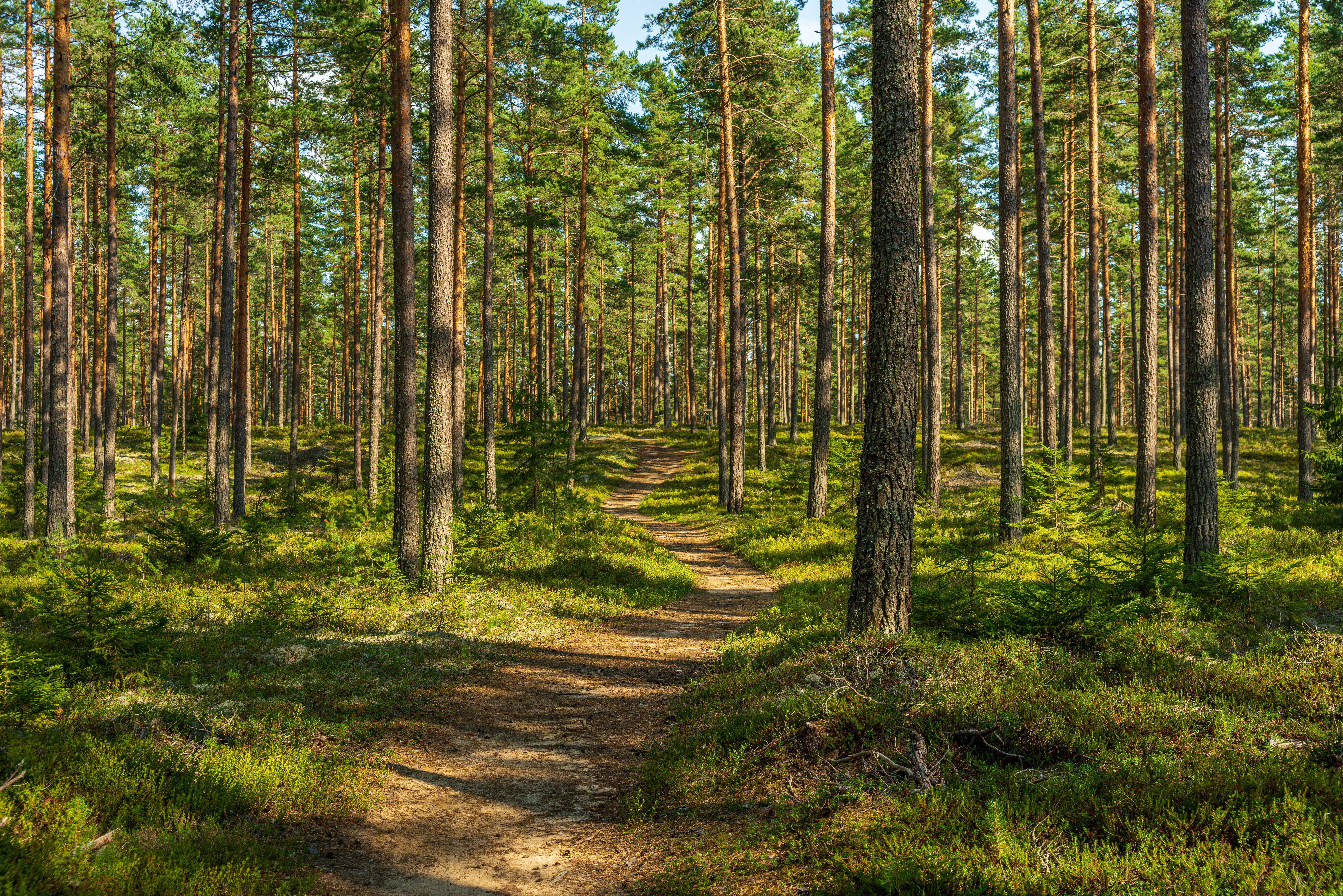 Stewardship Forest: Preparing Your Land for Future Challenges