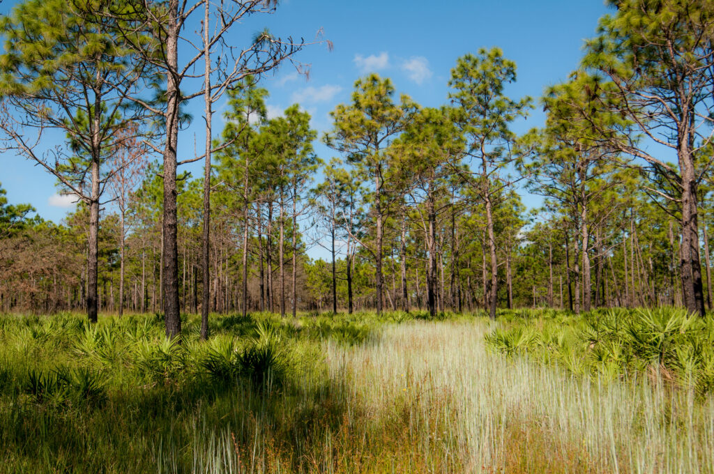 stewardship forest